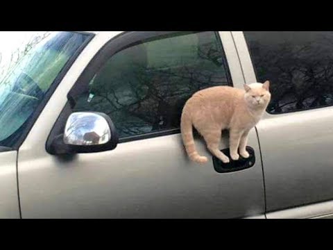 CATS make us LAUGH ALL THE TIME! - Ultra FUNNY CAT videos