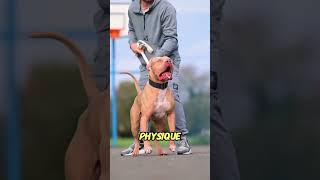 Top 10 Most Powerful Dogs In The World Part1