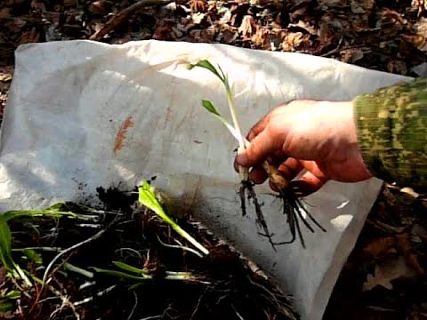 Посадка на зиму из черемши Посадка на зиму из черемши