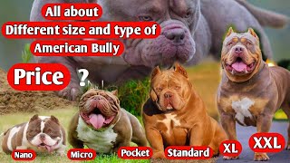 Different types and size of American Bully || About American Bully dog breed in 