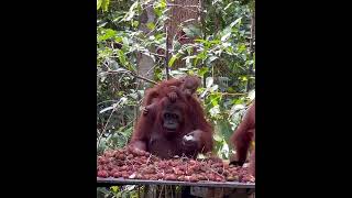 Mother & Baby Eating.