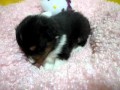 シェルティ子犬(シェイラ) トライ子犬