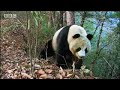 Giant panda bear does handstand! BBC wildlife