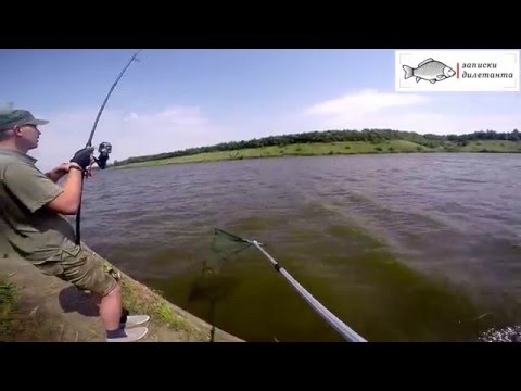 где ловить карпа курск где ловить карпа курск