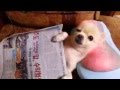 Adorable Cute South Korean Dog Gets Neck Massage