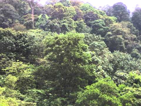 Love the forest