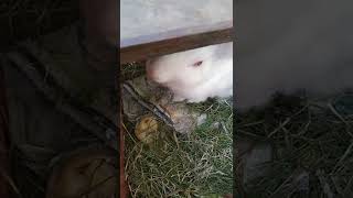 Cute Bunny