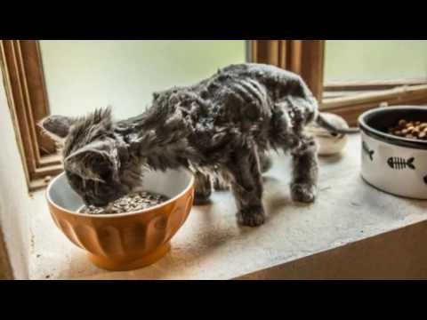 Самая трогательная история котенка с печальным концом рекомендации Самая трогательная история котенка с печальным концом рекомендации