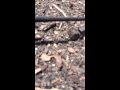 Moors : Urban-GeoPonics ; Drip System Test