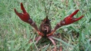 Video Cajun crawfish boil Benjy Davis Project