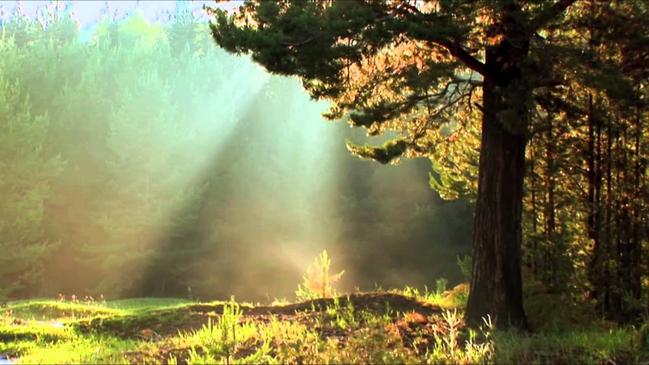 What Will Remove Nature S Miracle What Will Remove Nature S Miracle