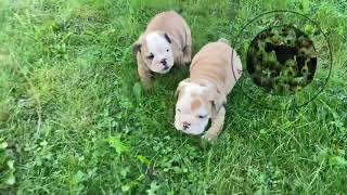 English Bulldog Puppies Mercedes and cupcake