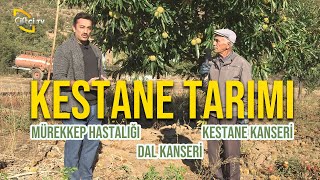 Kestane Tarımı Nasıl Yapılır? Mürekkep Hastalığı - Kestane Kanseri - Dal Kanseri - Maksat Üretmek