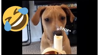Dog Food Eating Funny - Best Dog Videos