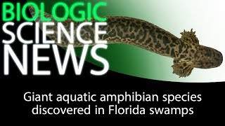 Science News - Giant aquatic amphibian species discovered in Florida swamps