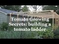 Tomato Growing Secrets: building a tomato ladder
