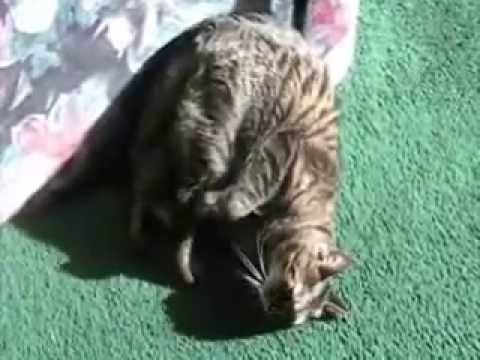 cat sitting wierd