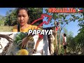 🇵🇭 HOW FILIPINA LIVES IN PHILIPPINE COUNTRYSIDE, PAPAYA AND MANGOES, TATAY’S RECIPE
