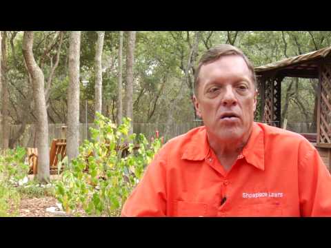 Lawn Care Gardening Tips : How to Aerate Over-Seed Your Lawn