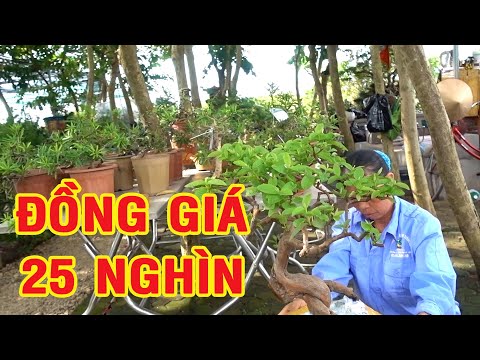 25 nghìn là mua được cây cảnh, nhiều cây quý giá rẻ - cheap and beautiful bonsai trees