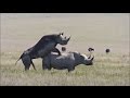 sex and rhino sex and rhino