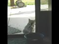 Kitty Wants Inside REALLY BAD.