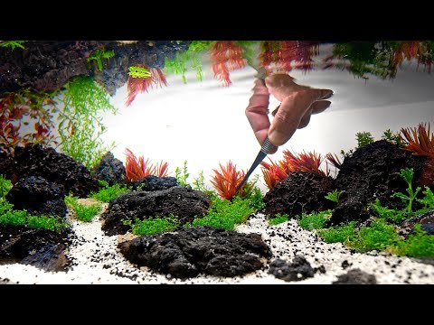 Nano Aquarium Setup With Black Lava Rock