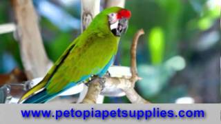 pet stores, discount pet supplies, pet supplies wholesale, dog supply store