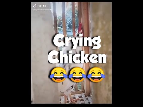Crying Chicken || Tik Tok Animals Funny Videos | Compilation #4