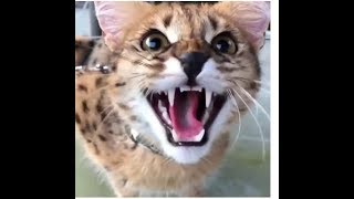 Top Funny Cats - Top Funny Cats and Kittens Playing, Dancing Epic Compilation