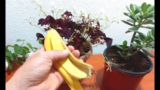 Make Banana peel Fertilizer for any plants very easy