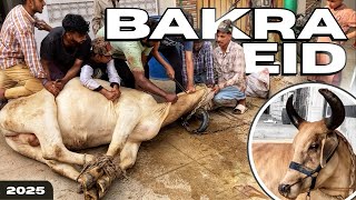 Bakra Eid 2025 Vlog With Brother Bakra Eid Cow Chandelle Vlog 2025