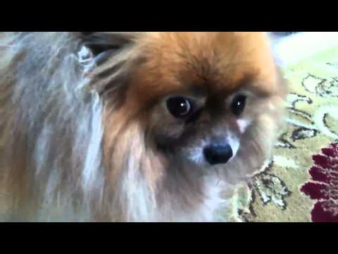 pomeranian anatomy pomeranian anatomy pomeranian anatomy pomeranian anatomy