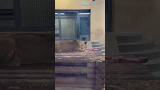 Lioness Has Breakfast / Львица Завтракает