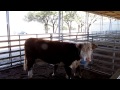 Hereford cow in LBJ Ranch, near Austin, Texas