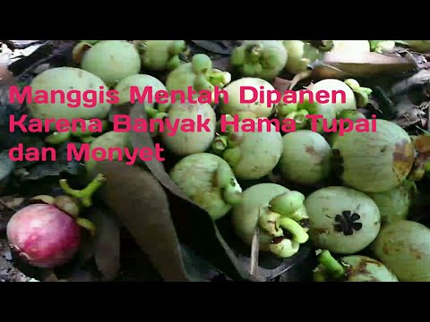 Manggis Mentah Dipanen Karena Banyak Hama Tupai dan Monyet