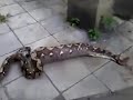 Snake Removes An Animal It Swallowed Kerala India