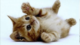 Милые Котики И Очаровательные Котята | Подборка Приколов Про Котов