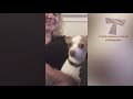 Nothing cheers you up more than funny animals - Funny animal compilation