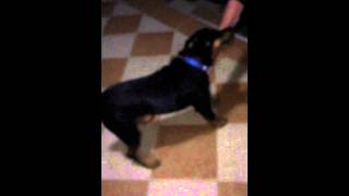 Jagdterrier Training - 5 Months Old . Prizren Kosovo