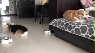 Cats and dogs funny video