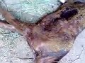 Allah Ka Mojza Pakistan images Allah Ka Mojza Pakistan