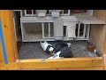 roller pigeons