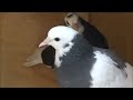 roller pigeons