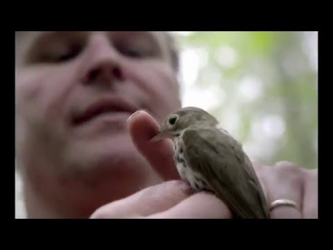 The Messenger : Le silence des oiseaux