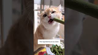 How To Avoid Surgery For Cats