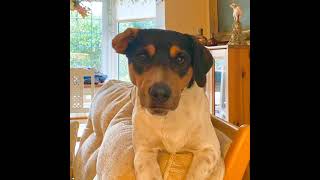 Talking Dog 2 - Stanleys Journey To Perfect Ears