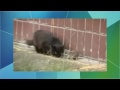 Videos chistosos: gatos graciosos loquendo - youtube