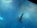 美ら海水族館