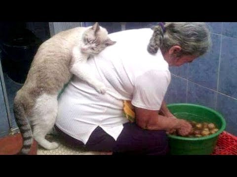 Super FUNNY ANIMAL VIDEOS - Watch and DIE FROM LAUGHING